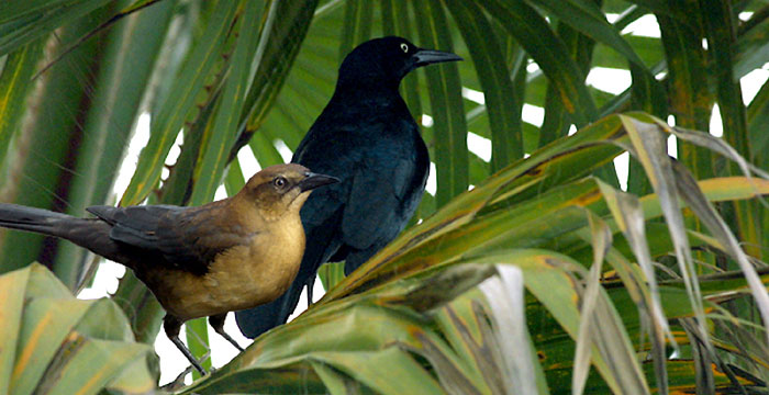  Great-tailed Grackles (Quiscalus mexicanus) 